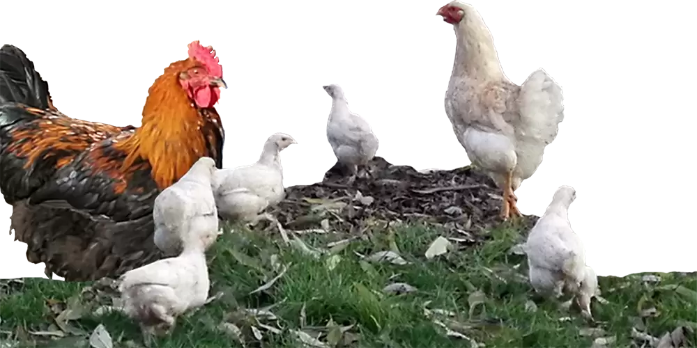 Produkty BioFarmy Dolejší mlýn