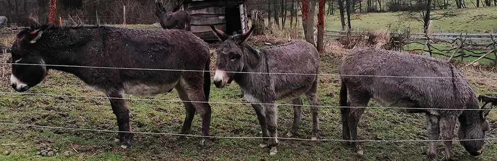 BioFarma Dolejší mlýn – oslíci